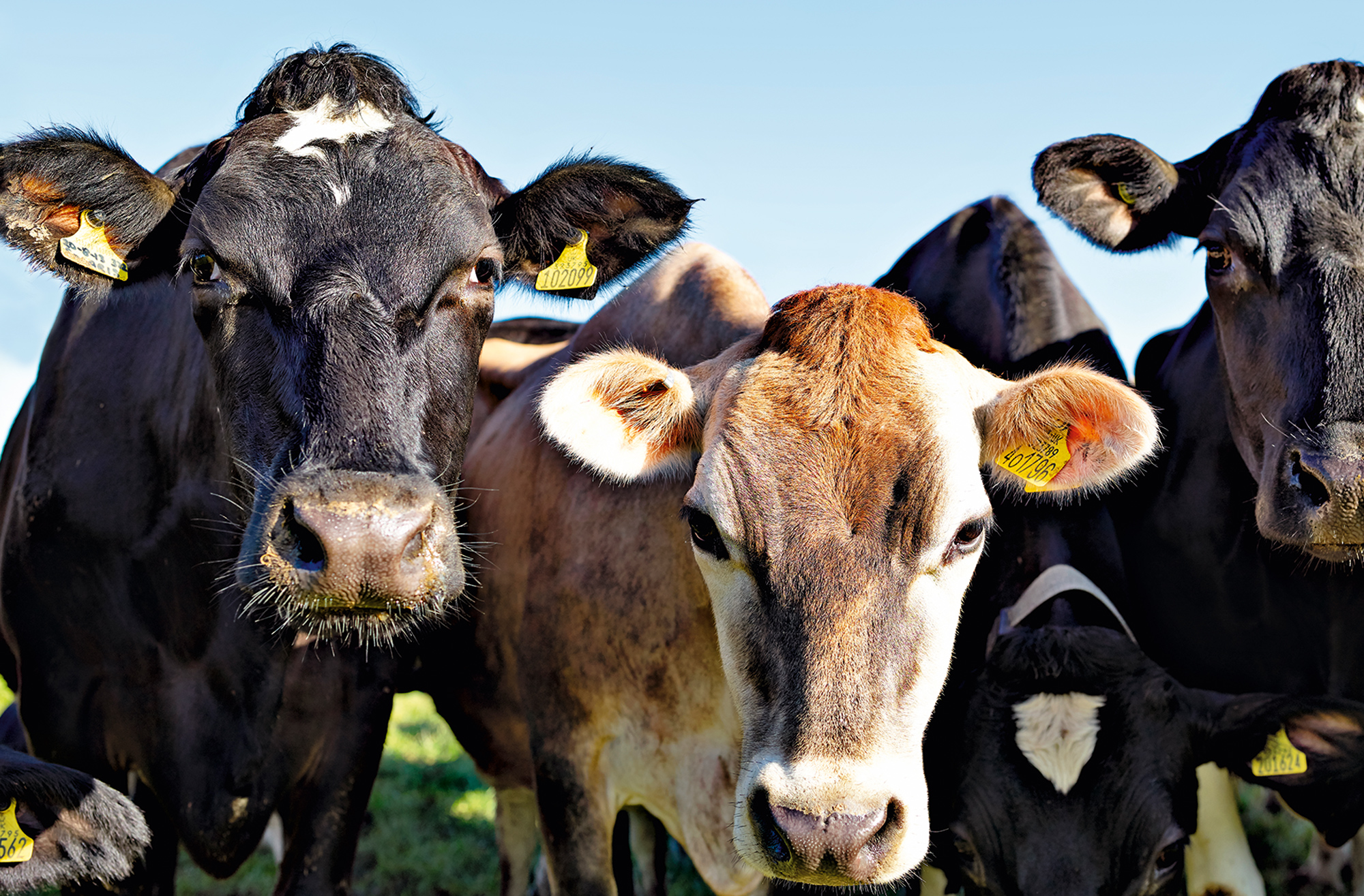 image of dairy cows