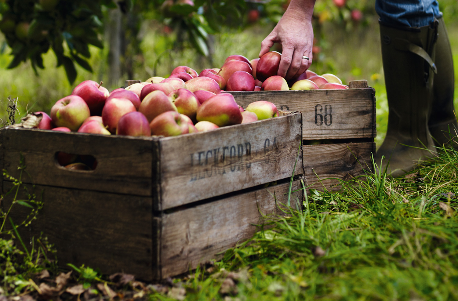 image of Leckford apples