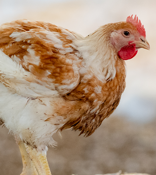 Organic chicken