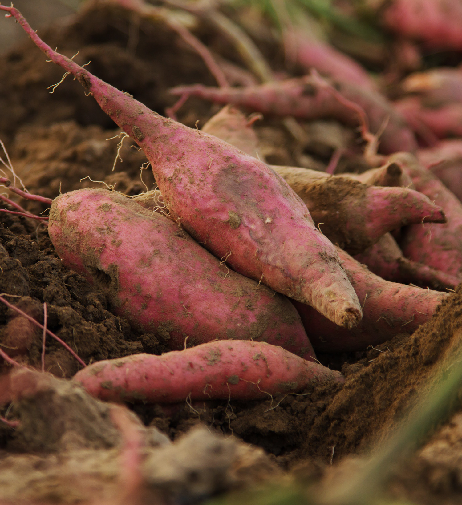 In season now - Sweet potatoes