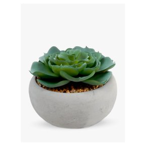 John Lewis Succulent In Round Cement Pot