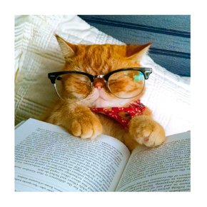 Cat Asleep Greetings Card