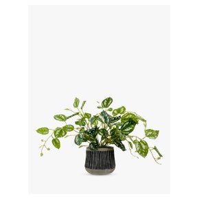 John Lewis Golden Pothos Plant Black Pot