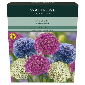 Waitrose Garden Allium Bulbs