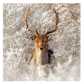 deer in snowy woods