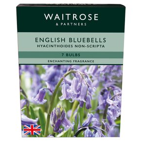 Waitrose Garden English Bluebells Hyacinthoides