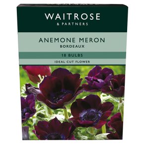 Waitrose Garden Anemone Meron Bordeaux