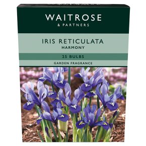 Waitrose Garden Iris Reticulata Harmony