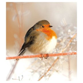 Robin On Branch Cards 5pk