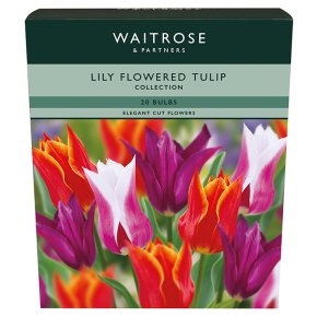 Waitrose Garden Lily Flowered Tulips