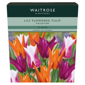 Waitrose Garden Lily Flowered Tulips