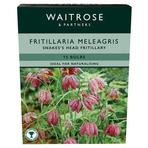 Waitrose Garden Fritillaria Meleagris