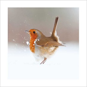 Robin In The Snow