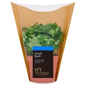No.1 Greek Basil Large