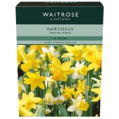 Waitrose Garden Narcissi Mixed