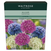 Waitrose Garden Allium Bulbs