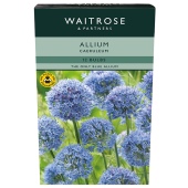 Waitrose Allium Caeruleum Bulbs