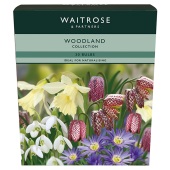 Waitrose Garden Woodland Bulbs
