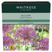 Waitrose Garden Allium Violet Beauty