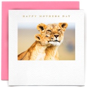 Lioness And Cub Mother's Day Card