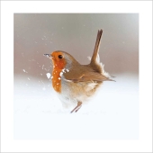 Robin In The Snow