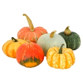 Waitrose Halloween Mixed Squash