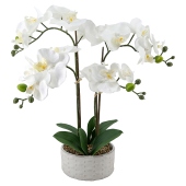Curate Faux Floral Orchid in Ceramic Pot, 47cm Height