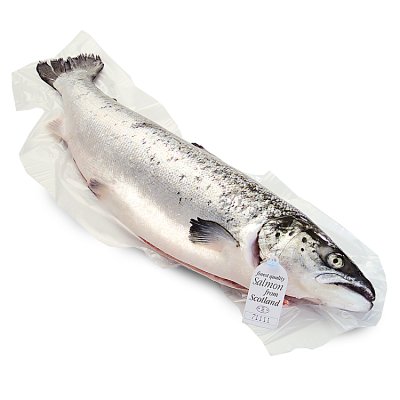 Fresh Whole Scottish Salmon Small