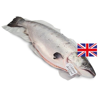 Fresh Whole Scottish Salmon Medium