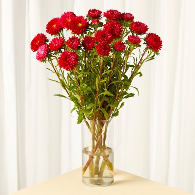 Waitrose British Asters