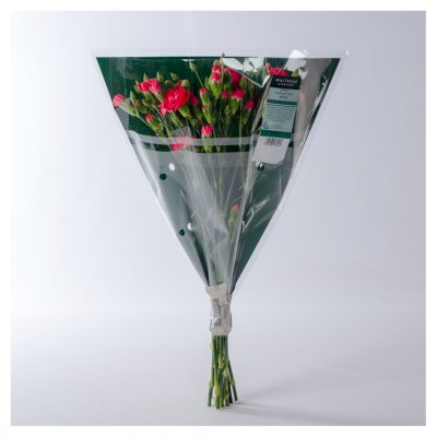 Waitrose Foundation Spray Carnations