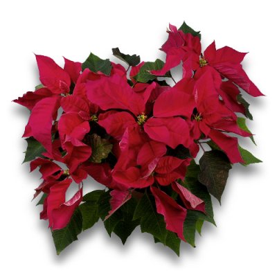 Waitrose Large British Poinsettia