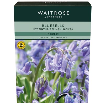 Waitrose Garden English Bluebells