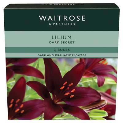 Waitrose Lilium Dark Secret Bulbs