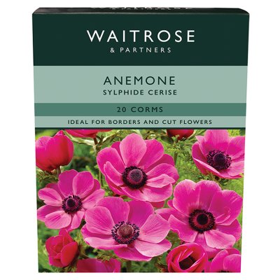 Waitrose Anenome Sylphide Cerise Corms