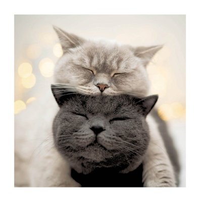 Resting Cats Greetings Card