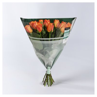 No.1 Foundation Premium Roses