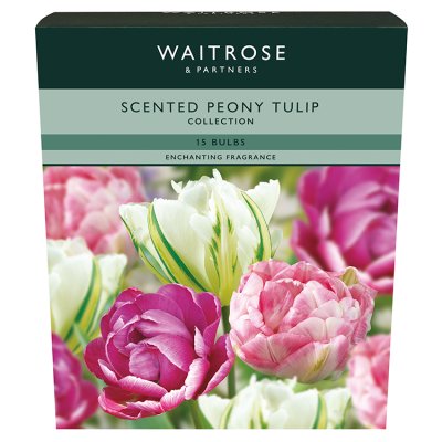 Waitrose Paeony Tulip