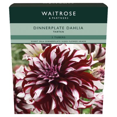Waitrose Dinnerplate Dahlia Tartan Tubers