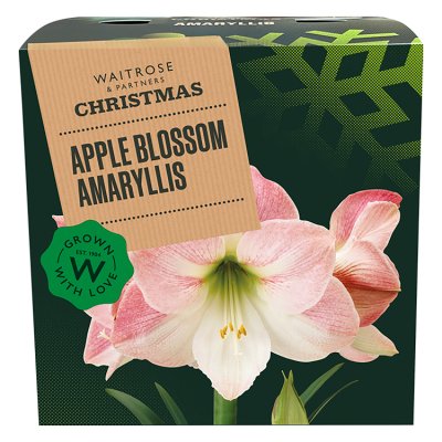 Waitrose Single Amaryllis