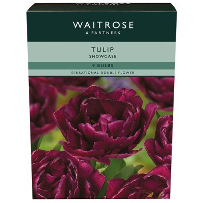 Waitrose Garden Tulip Showcase