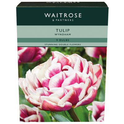 Waitrose Garden Tulip Wyndham