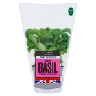 Cooks' Ingredients Large Basil Pot