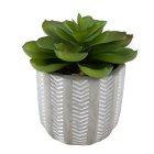 Curate Faux Floral Single Succulent in Conch Cement Pot, 11cm Height