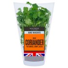 Cooks' Ingredients Coriander Pot
