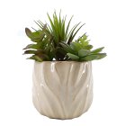 Curate Faux Floral Mixed Succulent in Ceramic Pot, 21.5cm Height