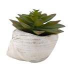 Curate Faux Floral Single Succulent in Conch Cement Pot, 11cm Height